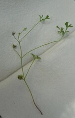 Xanthosia dissecta