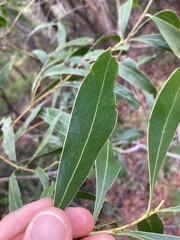 Phyllodineae