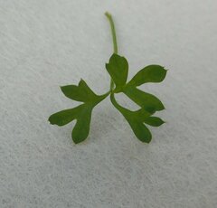 Xanthosia dissecta