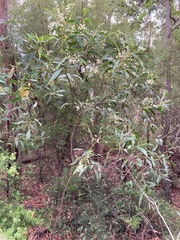 Phyllodineae