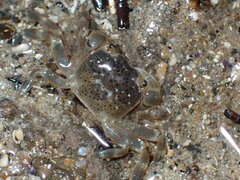 Paragrapsus quadridentatus