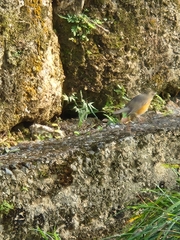 Turdus hortulorum