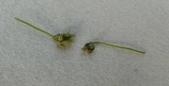 Xanthosia dissecta