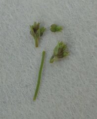 Xanthosia dissecta
