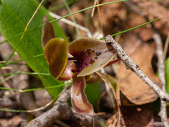 Chiloglottis pluricallata