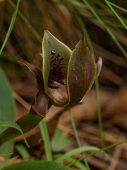 Chiloglottis pluricallata