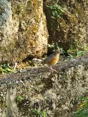 Turdus hortulorum