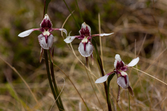 Diuris venosa
