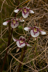 Diuris venosa