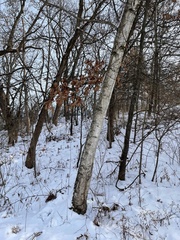 Betula papyrifera