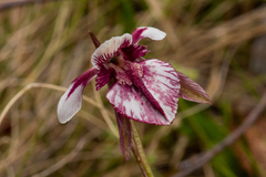Diuris venosa