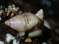 Prothalotia pulcherrima