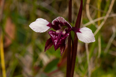 Diuris venosa