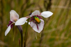 Diuris venosa