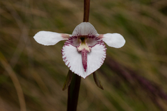 Diuris venosa