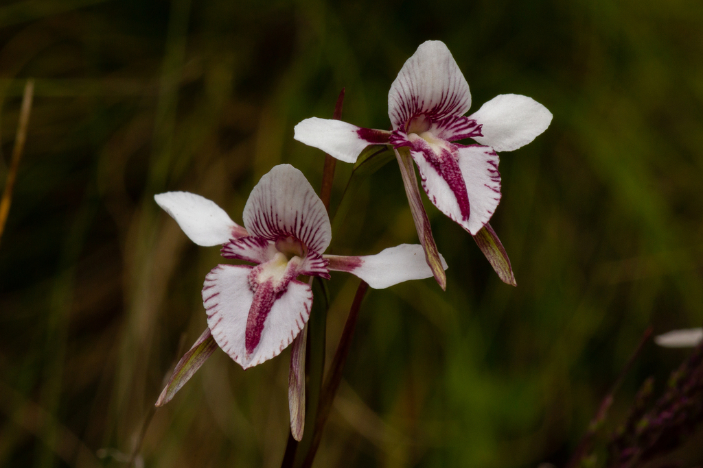 Diuris venosa