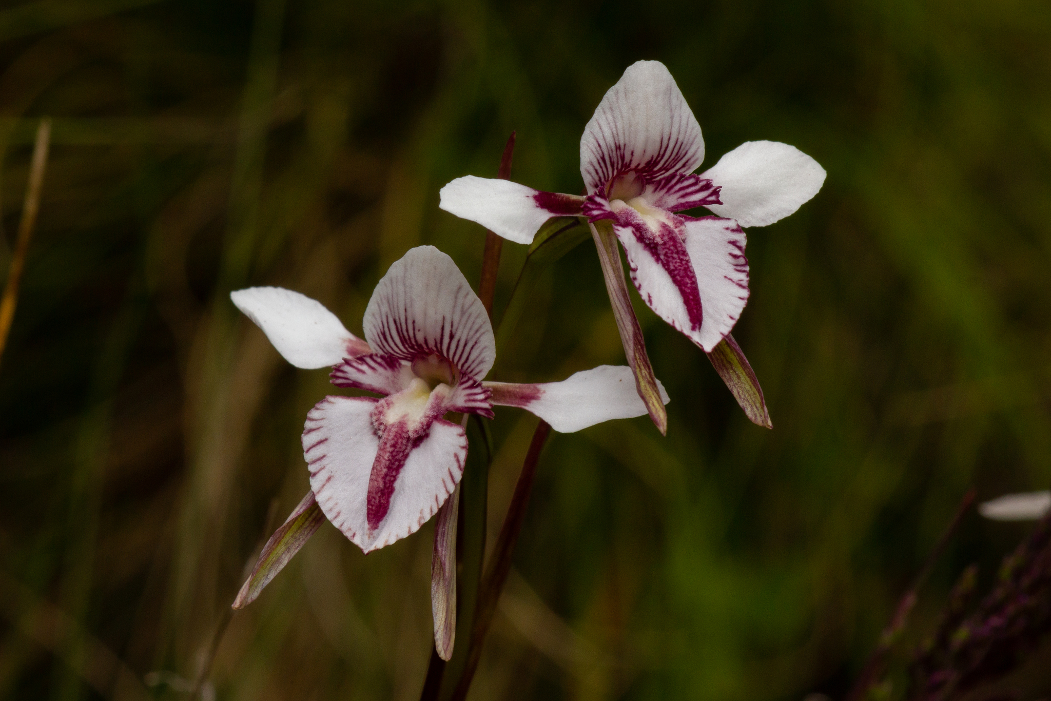 Diuris
