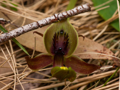 Chiloglottis pluricallata