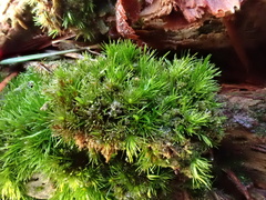 Campylopus flexuosus