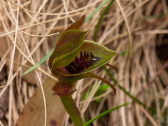 Chiloglottis pluricallata