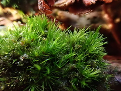 Campylopus flexuosus