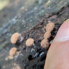 Tubifera microsperma