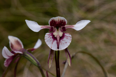 Diuris venosa