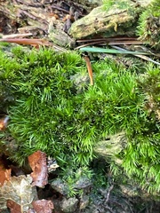 Campylopus flexuosus