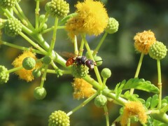 Philanthus triangulum diadema