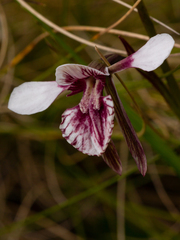 Diuris venosa