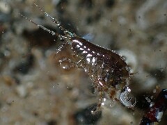 Amphipoda
