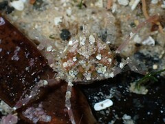 Halicarcinus