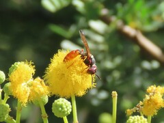 Philanthus triangulum diadema