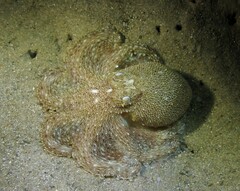 Octopus australis