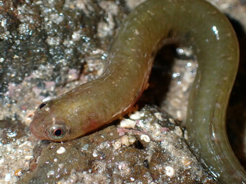 Common shore eel (Alabes dorsalis) — Gobiesocidae