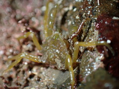 Halicarcinus