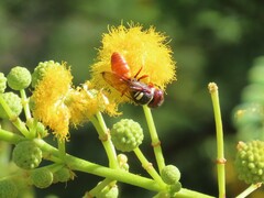 Philanthus triangulum diadema