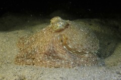 Octopus australis