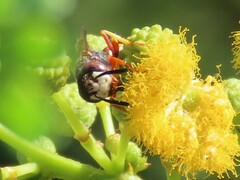 Philanthus triangulum diadema
