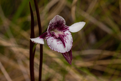 Diuris venosa