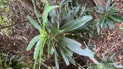 Schima superba kankaoensis