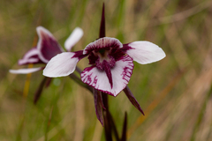 Diuris venosa
