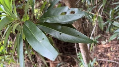 Schima superba kankaoensis