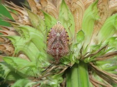 Agonoscelis versicoloratus