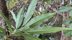 Schima superba kankaoensis