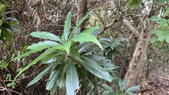 Schima superba kankaoensis