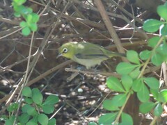 Zosterops virens capensis