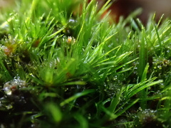 Campylopus flexuosus