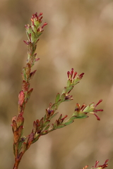 Pimelea curviflora