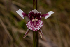 Diuris venosa